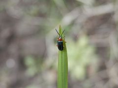 Und noch ein Grashähnchen (Oulema melanopus/duftschmidi)