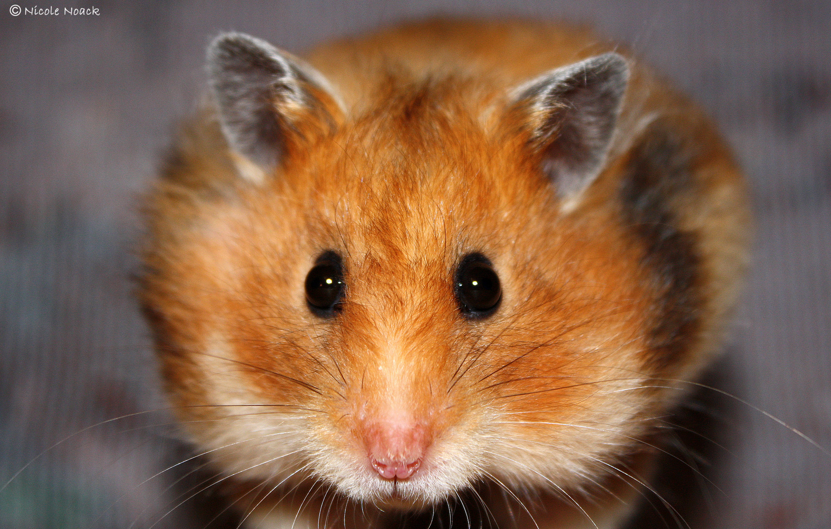 Und noch ein Hamsterblick :o)