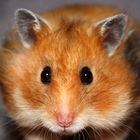 Und noch ein Hamsterblick :o)