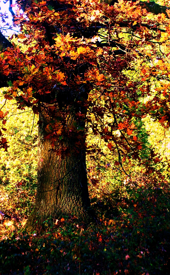 und noch ein Herbstbaum