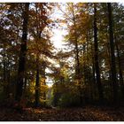 Und noch ein Herbstwald