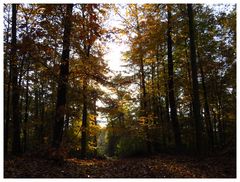 Und noch ein Herbstwald