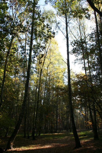 Und noch ein Herbstwald...