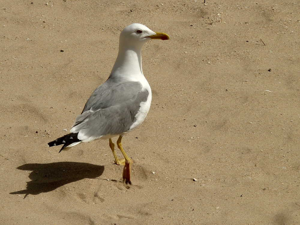 und noch ein hübscher Vogel