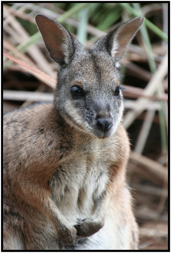 Und noch ein Känguruh (Wallaby)...