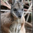 Und noch ein Känguruh (Wallaby)...
