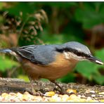 Und noch ein Kleiber auf der Terrasse ...