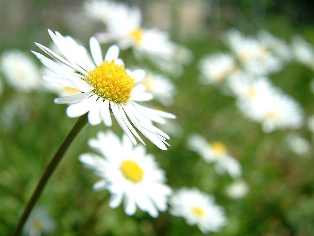 und noch ein kleines Blümchen...