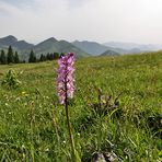 und noch ein Knäblein zum Thema Pflanze vor Landschaft...