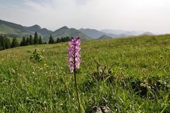 und noch ein Knäblein zum Thema Pflanze vor Landschaft...