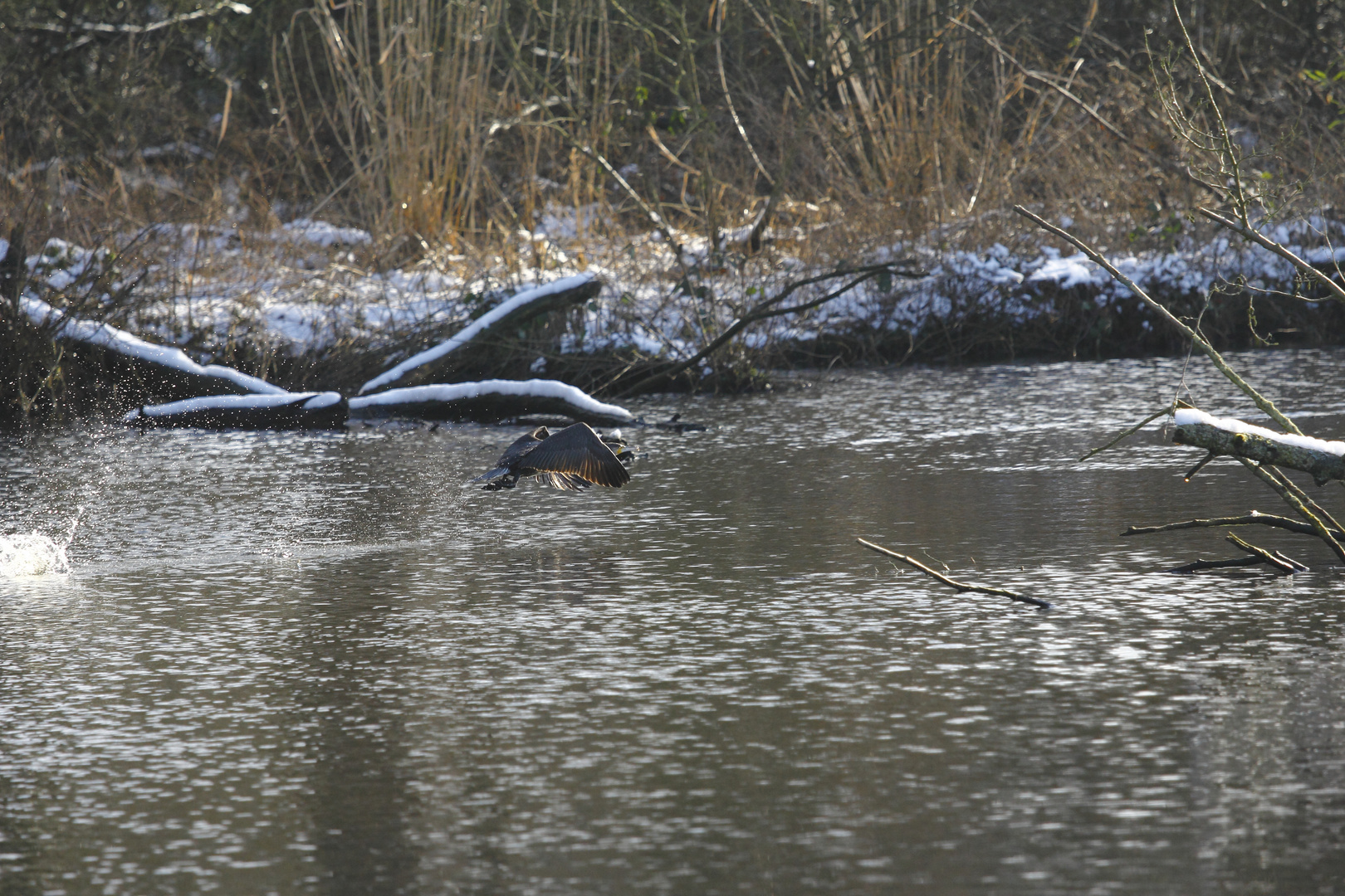 Und noch ein Kormoran im Vorbeiflug