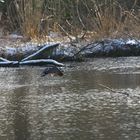 Und noch ein Kormoran im Vorbeiflug