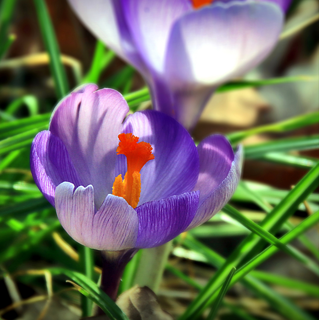 und noch ein Krokus....