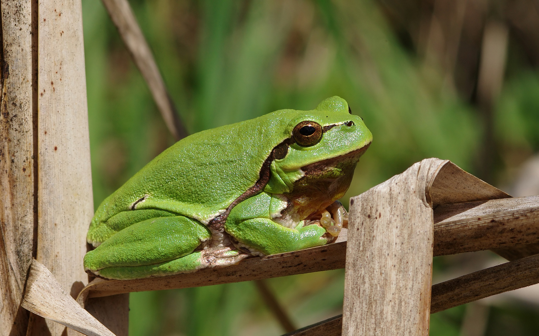 Und noch ein Laubfrosch