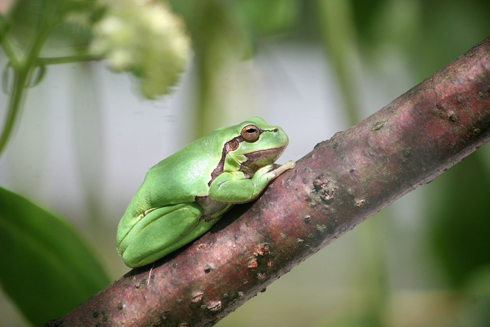 ...und noch ein Laubfrosch