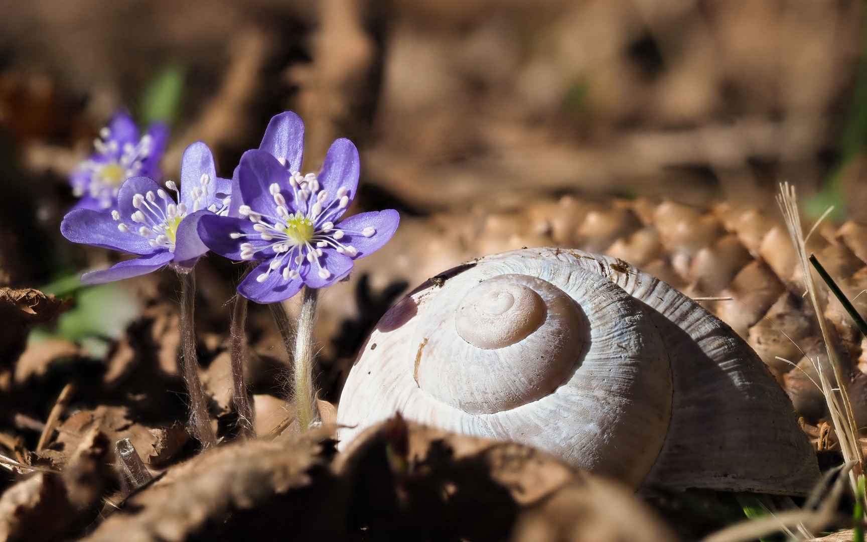 ... und noch ein Leberblümchen ...