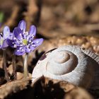 ... und noch ein Leberblümchen ...