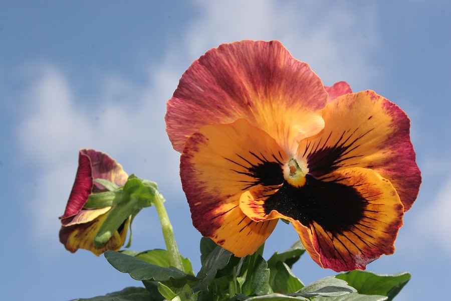 und noch ein letztes Blümchen ...