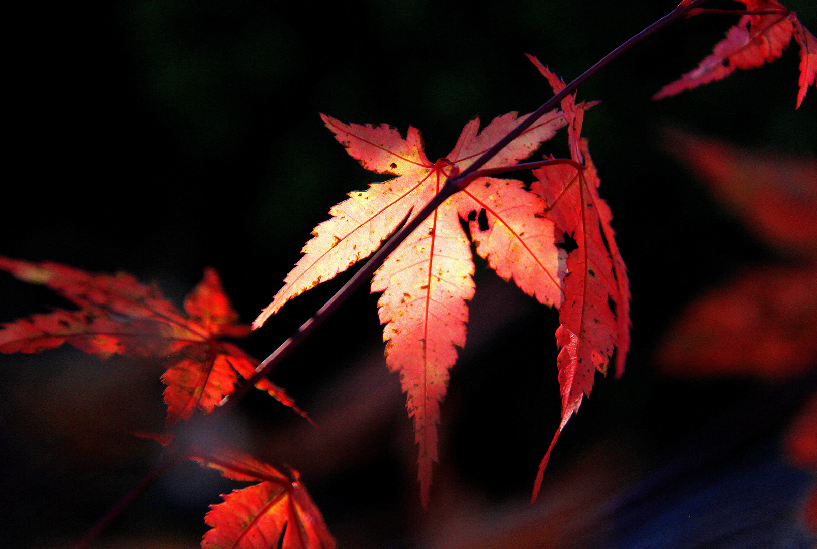 ...und noch ein letztes in zartem Rot!