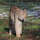 Und noch ein Luchs...