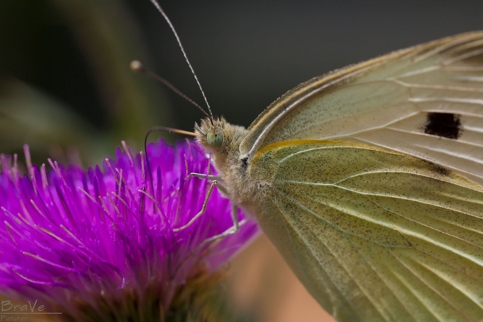 und noch ein Makro