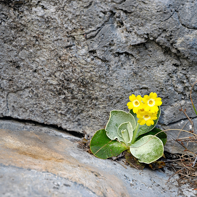 ... und noch ein Mauerblümchen