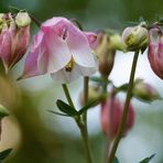 und noch ein Mittwochsblümchen...