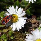 und noch ein Mittwochsblümchen mit Gast