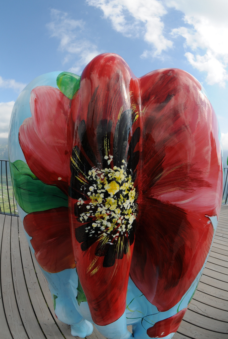 und noch ein Mittwochsblümchen - sag es durch die Blume