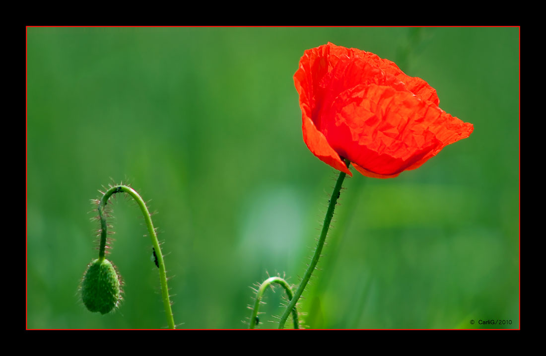 Und noch ein Mohn zum Sonntag