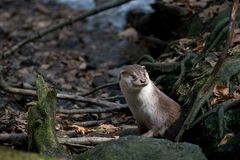 Und noch ein Nachschlag vom frechen Otter