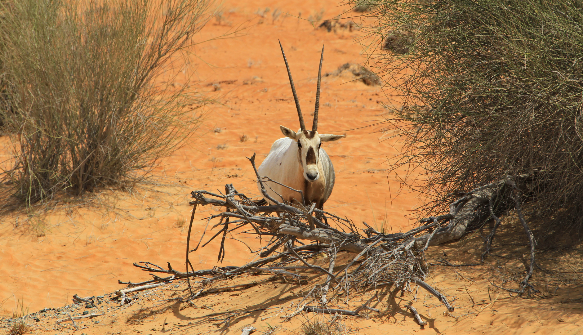 ... und noch ein Oryx