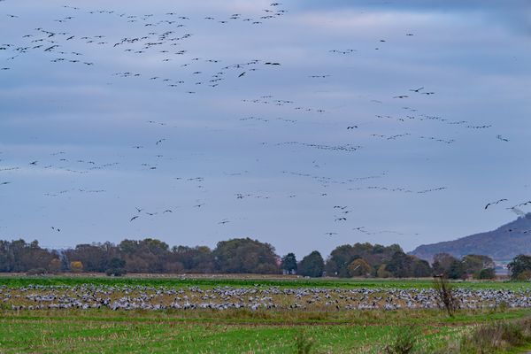 und noch ein paar Kraniche