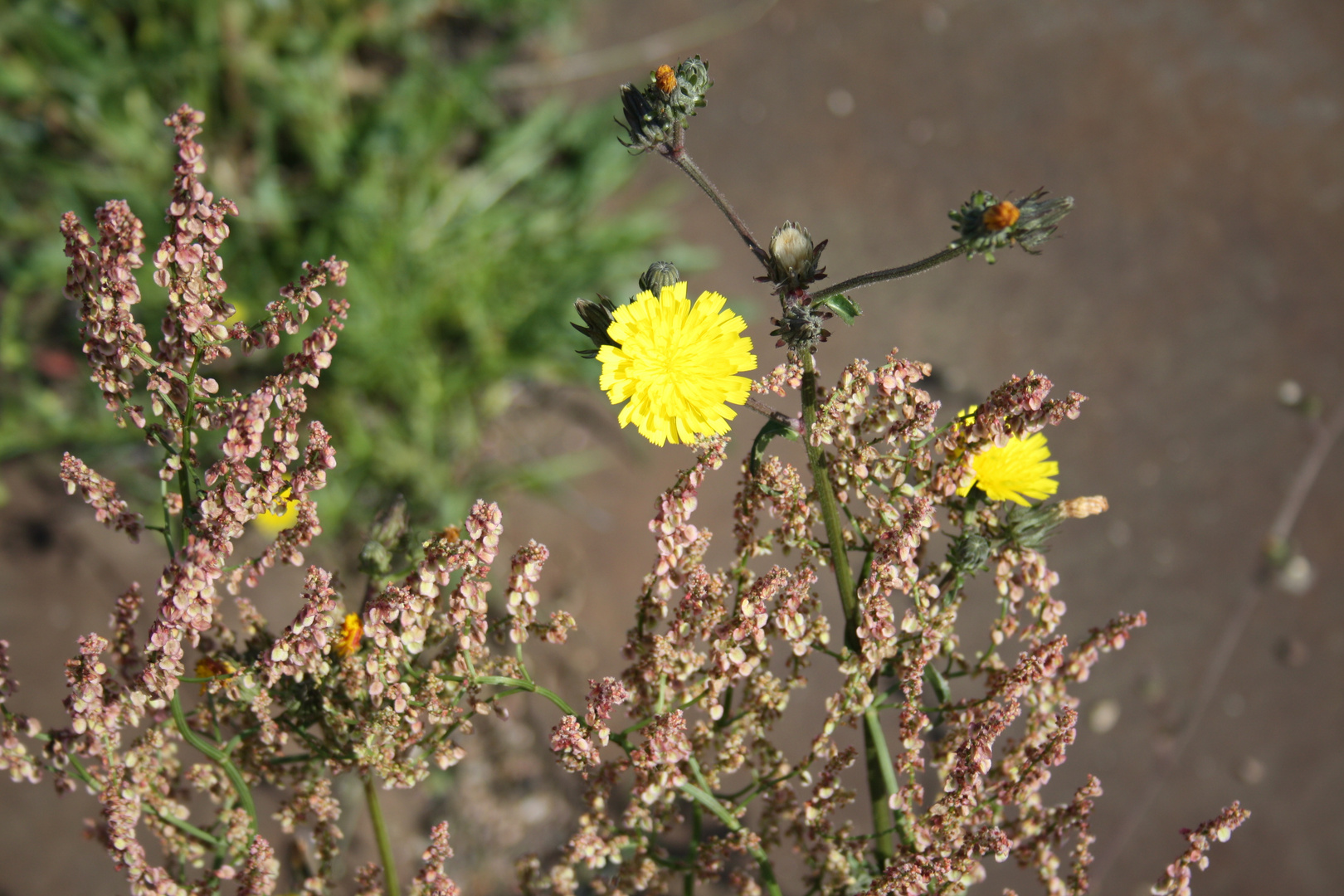 Und noch ein Pflänzchen, dass sich in der Sonne von Großkorbetha rekelt =)