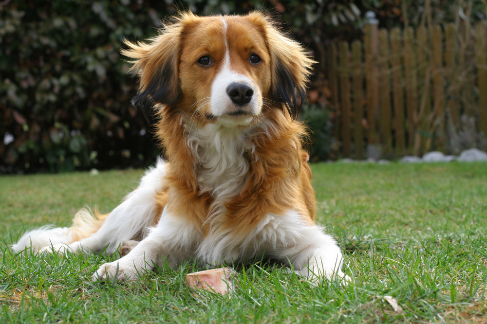 Und noch ein Porträt von Yoda dem Kooikerhondje