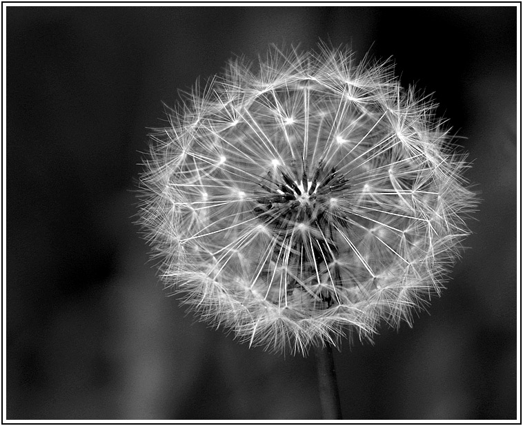 Und noch ein Pusteblümchen...