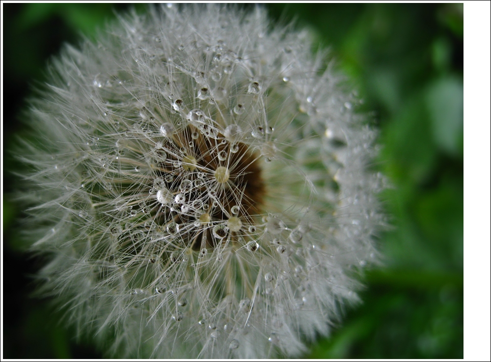 und noch ein Pusteblumen-Fussball-Stadion