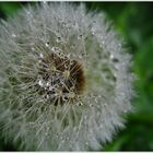 und noch ein Pusteblumen-Fussball-Stadion