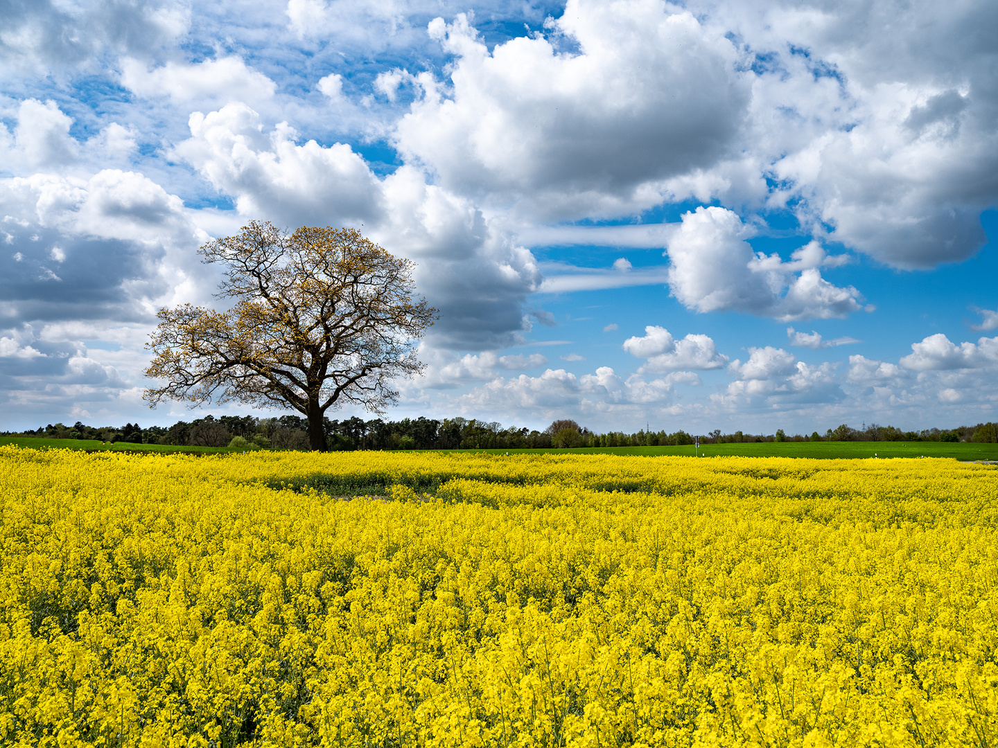 Und noch ein Rapsfeld 