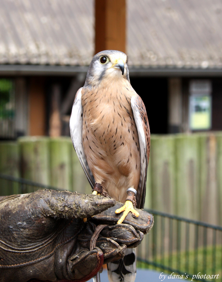 und noch ein Raubvogel