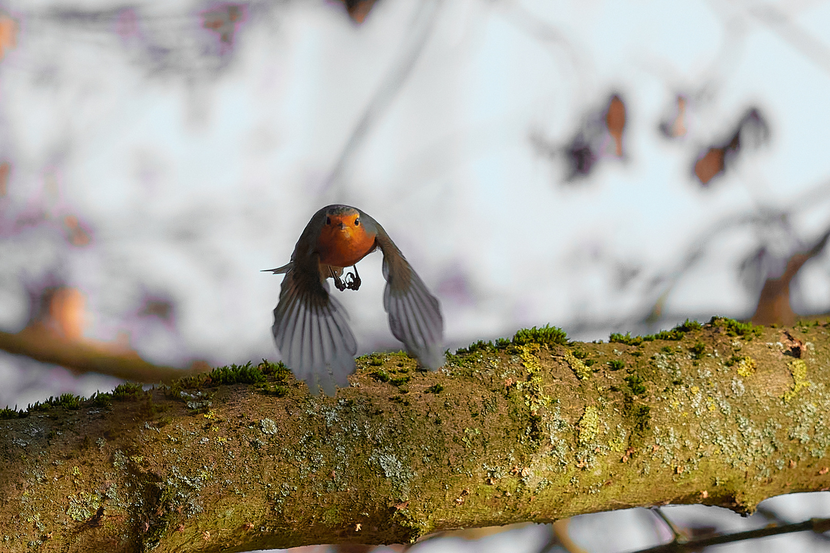 und noch ein Rotkehlchen das fliegen kann .....