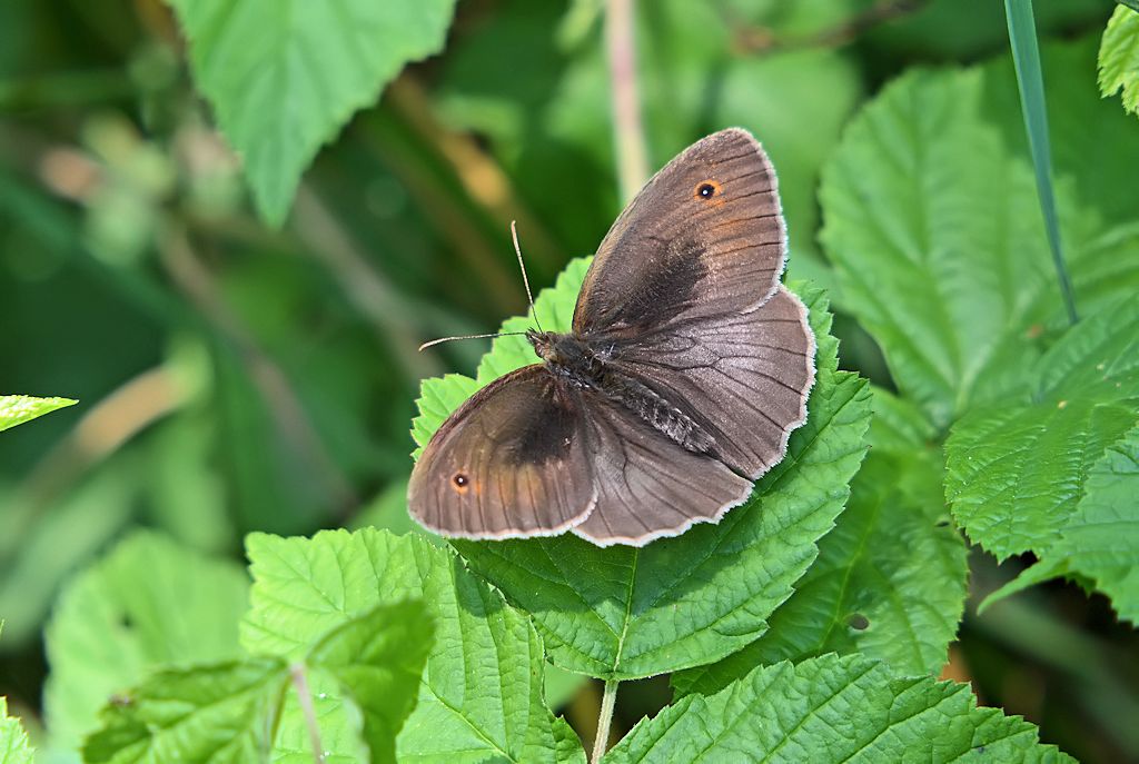 Und noch ein................... Schmetterling