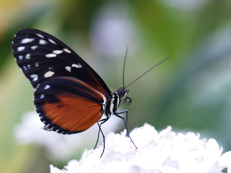 und noch ein Schmetterling