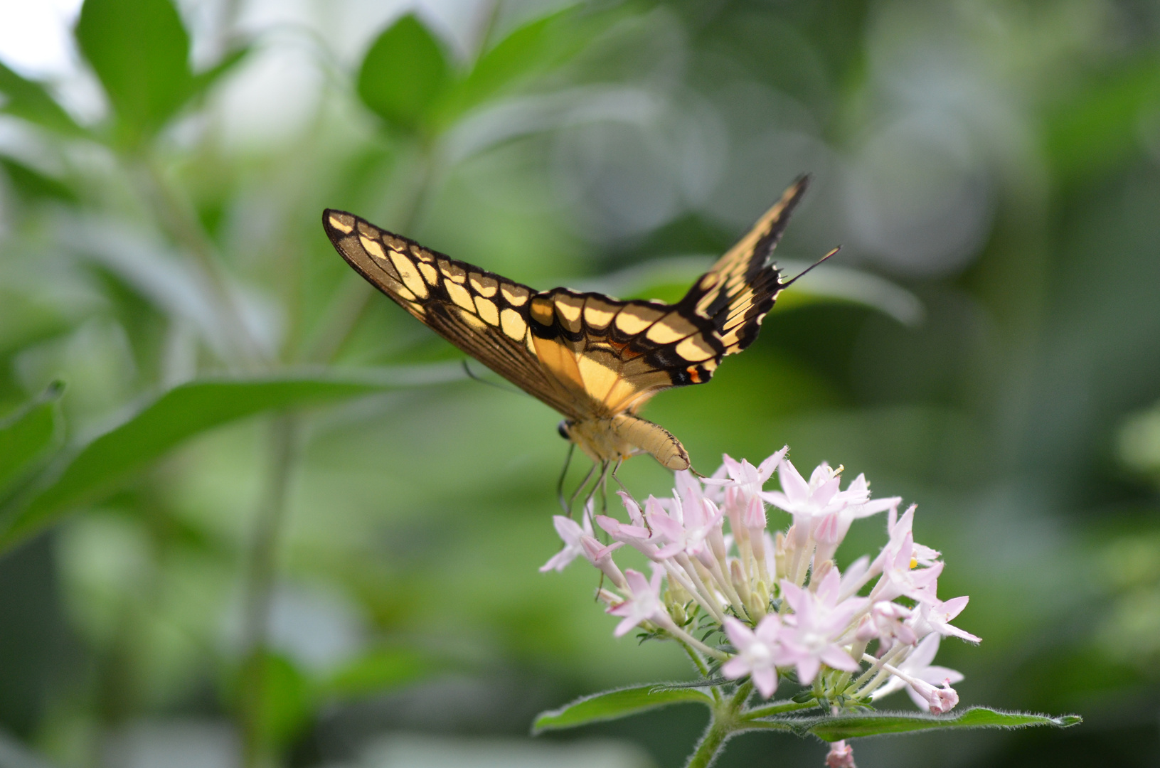 ... und noch ein Schmetterling