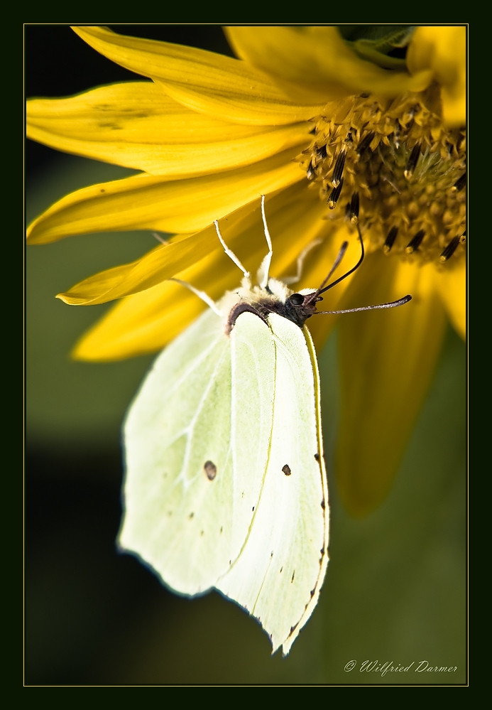 Und noch ein Schmetterling!