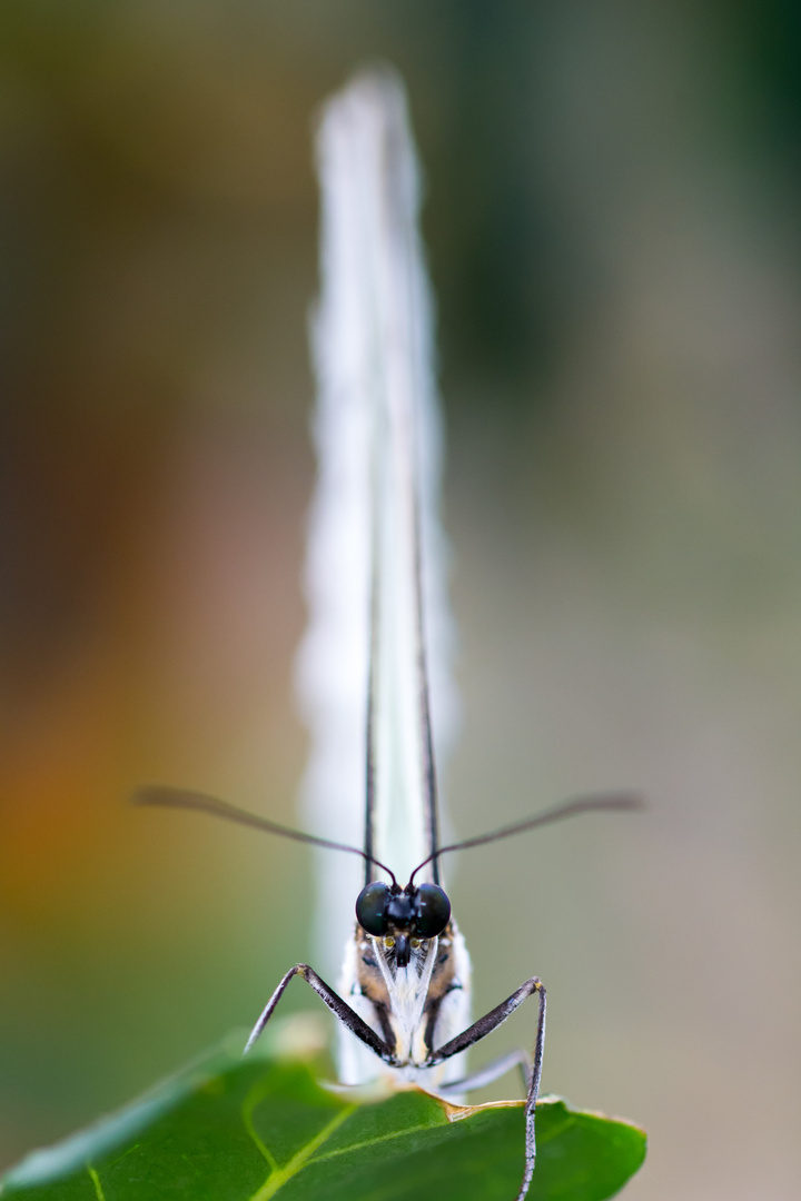 und noch ein Schmetterling