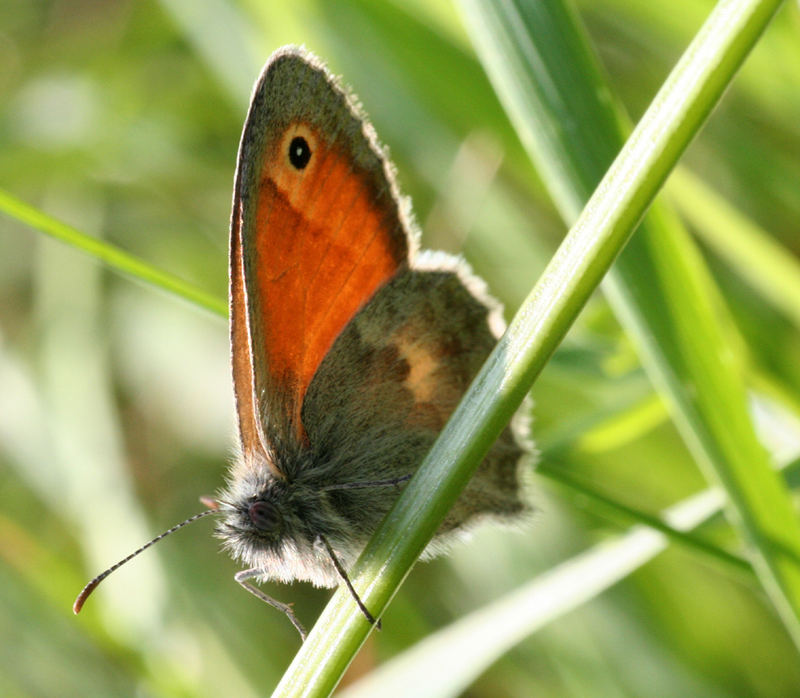 Und noch ein Schmetterling ...