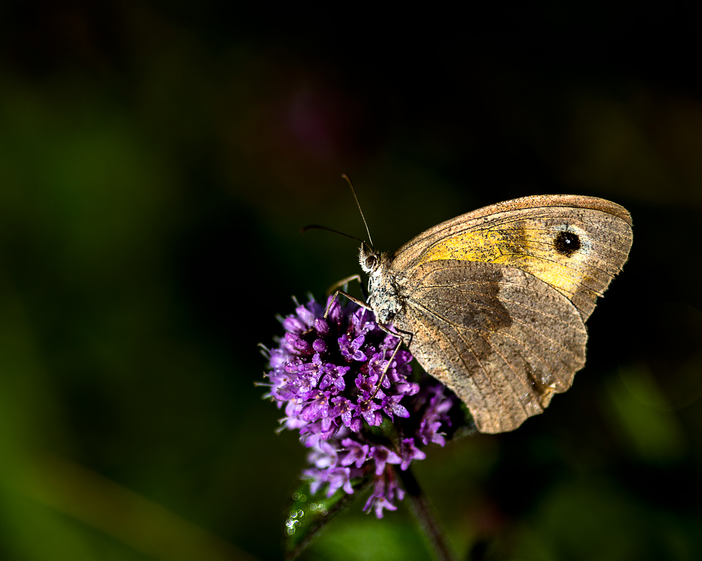 und noch ein Schmetterling