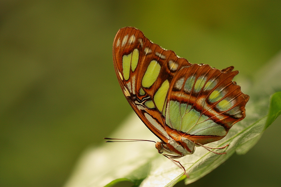 Und noch ein Schmetterling