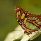 Und noch ein Schmetterling